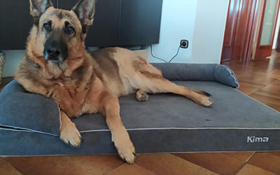 perro-pastor-aleman-sombre-cama-ortopedica-grande