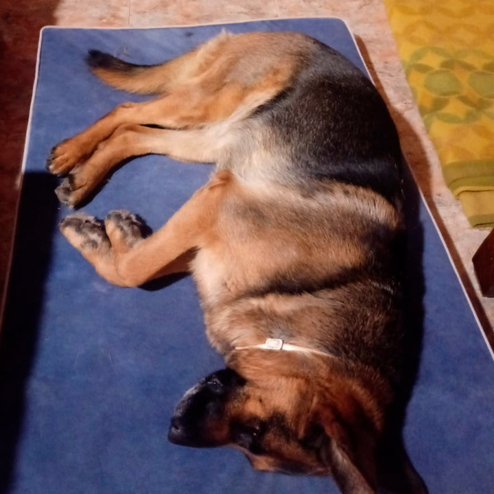 Memory foam dog bed