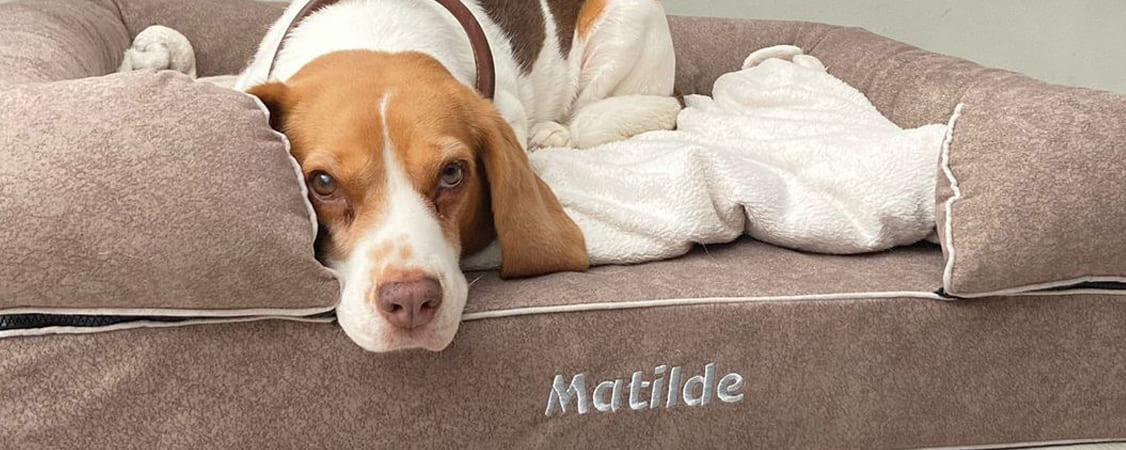 perro-beagle-en-cama-viscoelatica-marron