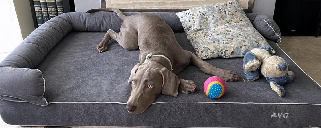 perro-cama-viscoelastica-gris-marengo