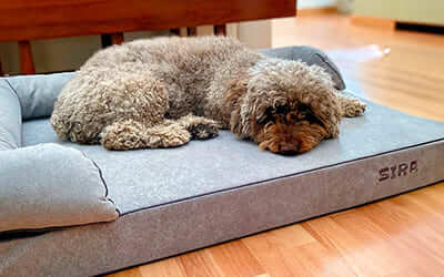 perro de aguas cama viscoelastica alta calidad