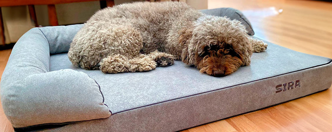 perro-de-aguas-durmiendo-en-cama-viscoelastica-gris