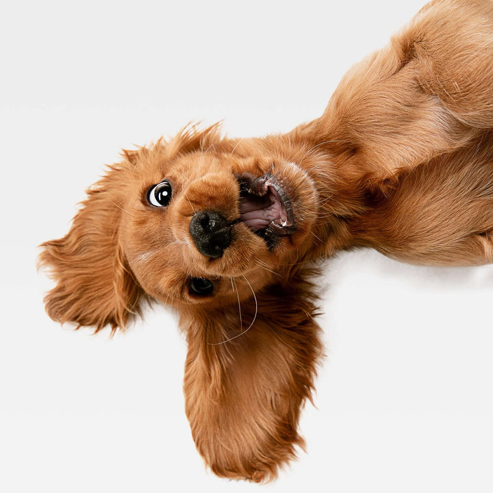Perro feliz sobre una cama viscoelástica, disfrutando de un descanso cómodo y reparador.
