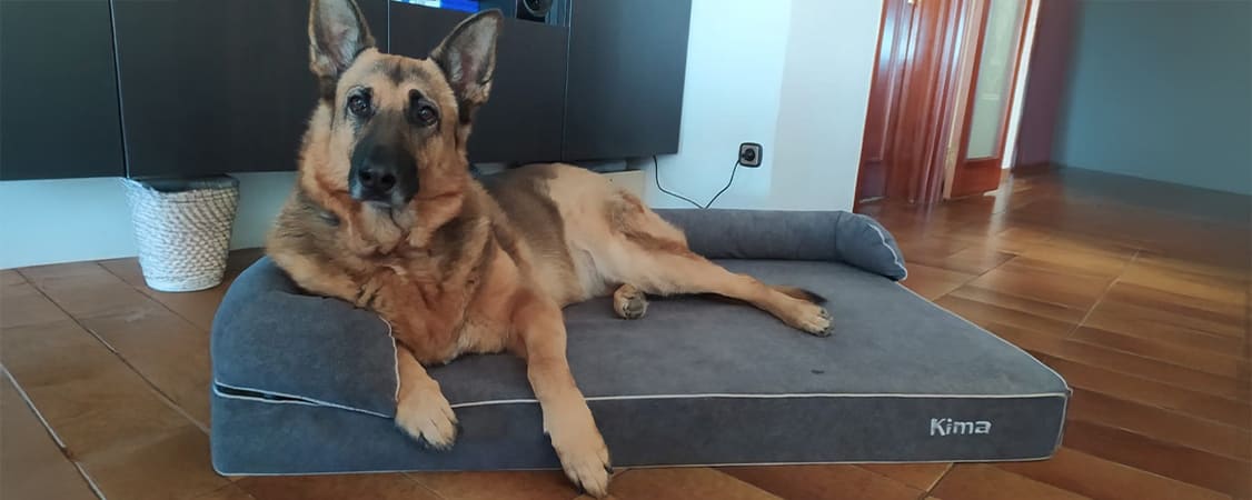 perro-pastor-aleman-sombre-cama-ortopedica-grande
