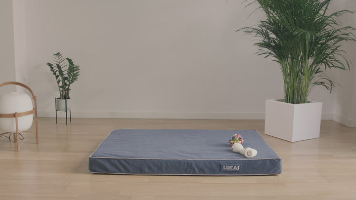 Memory foam dog bed