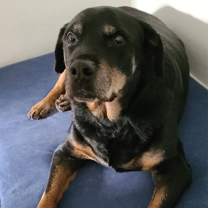 Memory foam dog bed