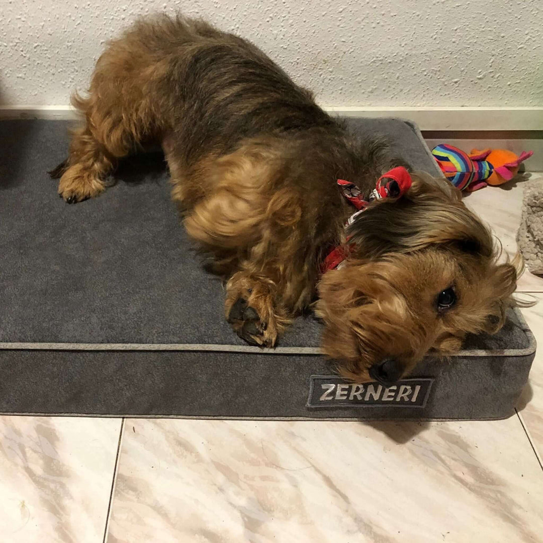 Cama viscoelástica para perros