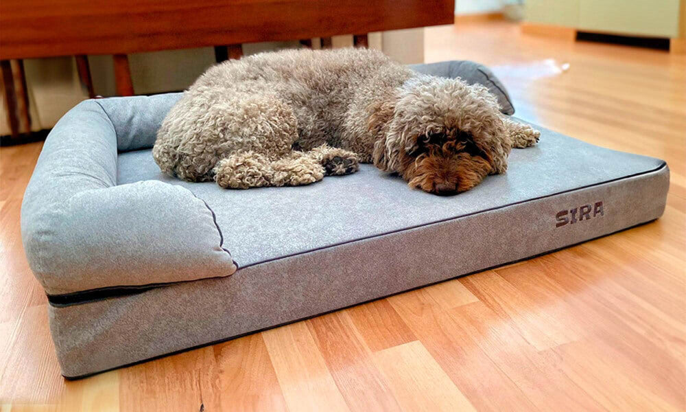 perro de aguas durmiendo en colchón ortopédico de viscoelástica