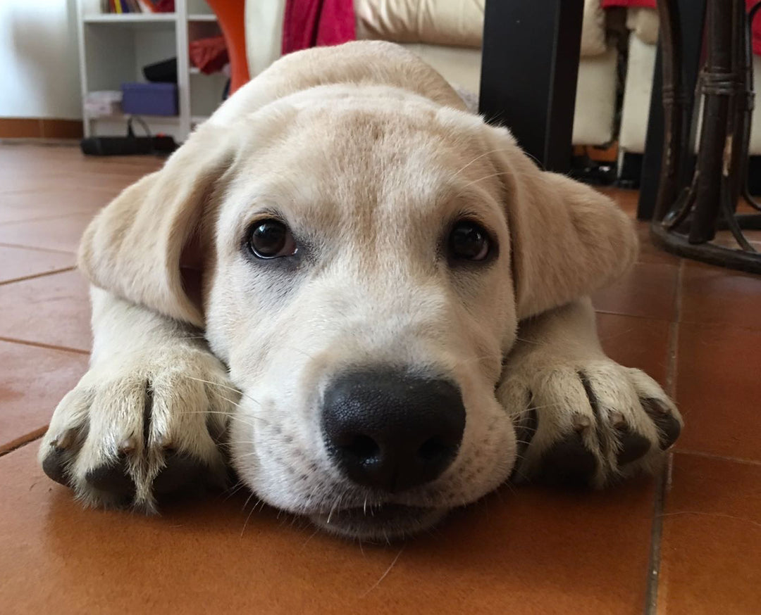 perro labrador tirado en el suelo