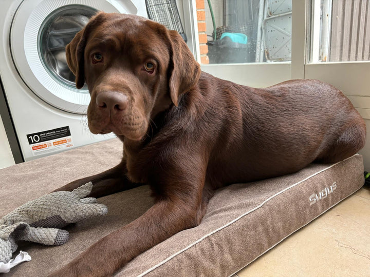 Colchón viscoelástico para perros