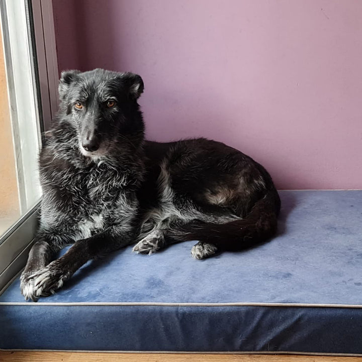 Memory foam dog bed