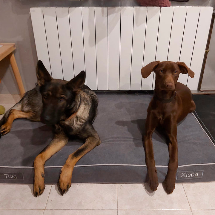 Memory foam dog bed