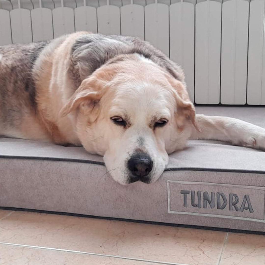 perro en cama viscoelástica para perros con su nombre bordado