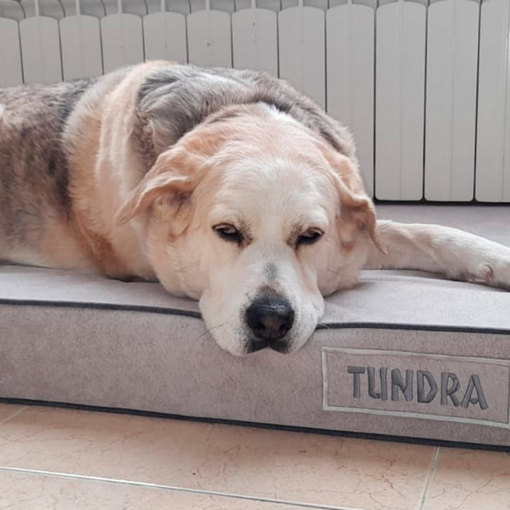 Memory foam dog bed