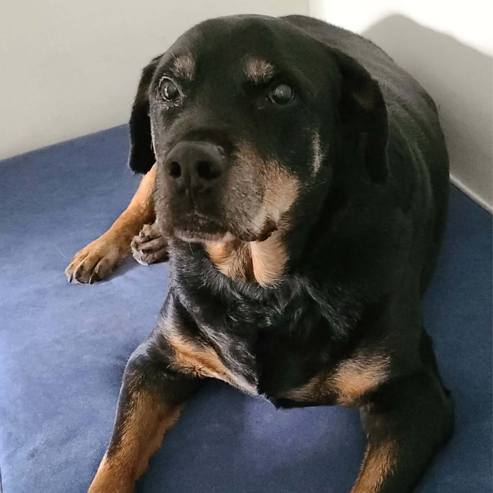 Cama viscoelástica para perros