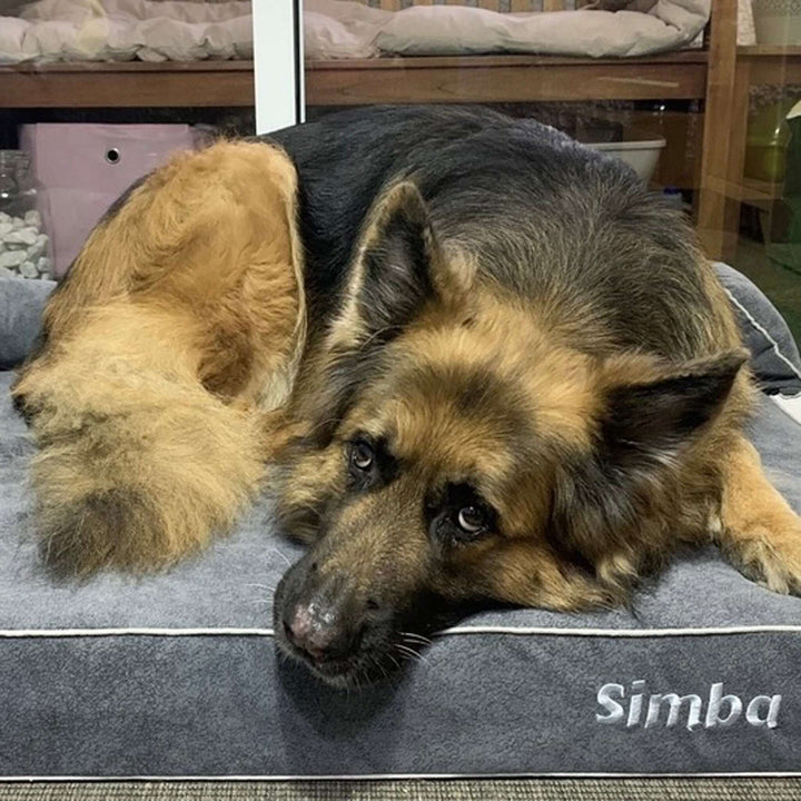 Cama viscoelástica para perros