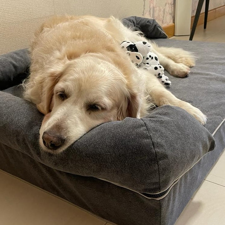 golden en cama viscoelástica para perros con su nombre bordado de baluka mascotas