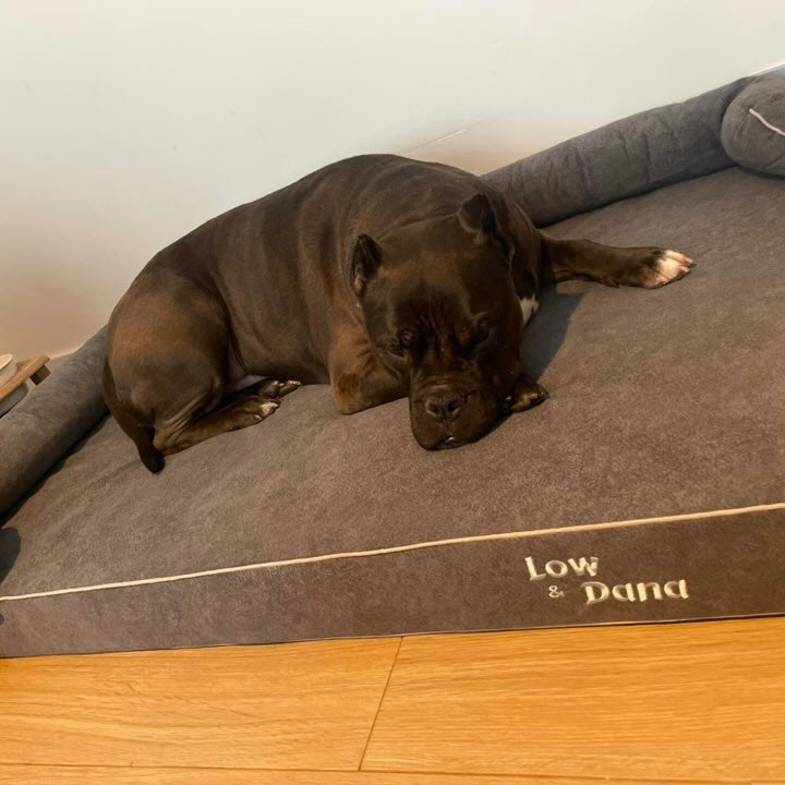 perro en cama viscoelástica para perros con su nombre bordado de baluka mascotas