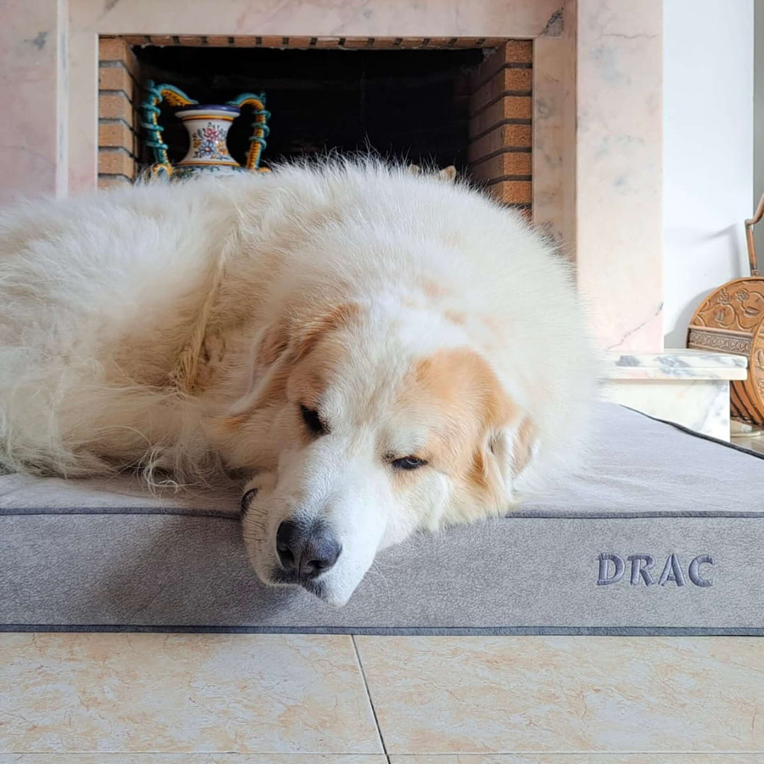 Cama viscoelástica para perros