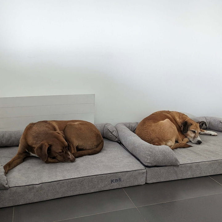 Cama viscoelástica para perros
