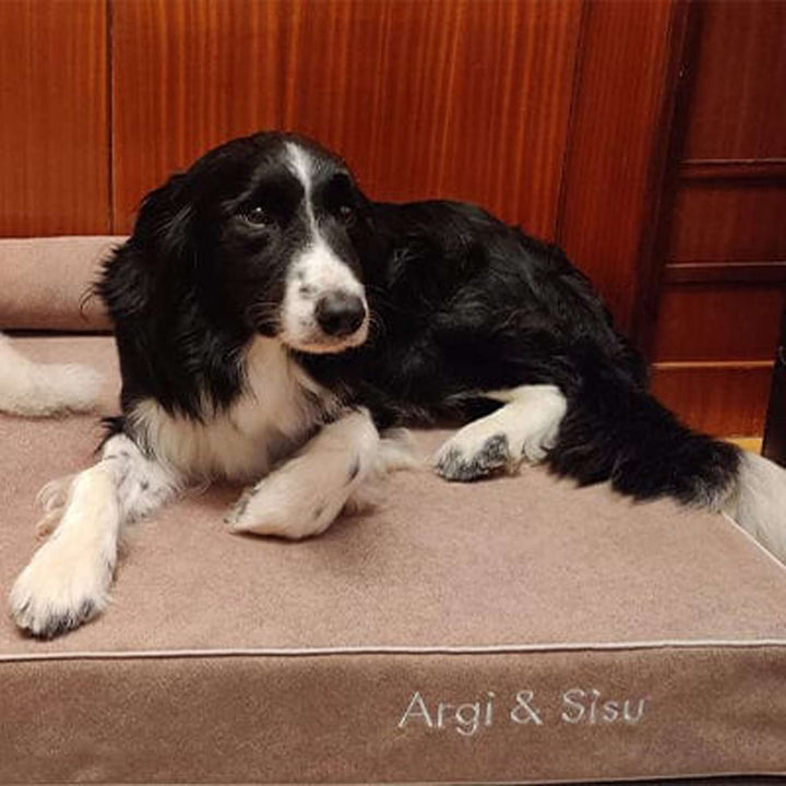Cama viscoelástica para perros