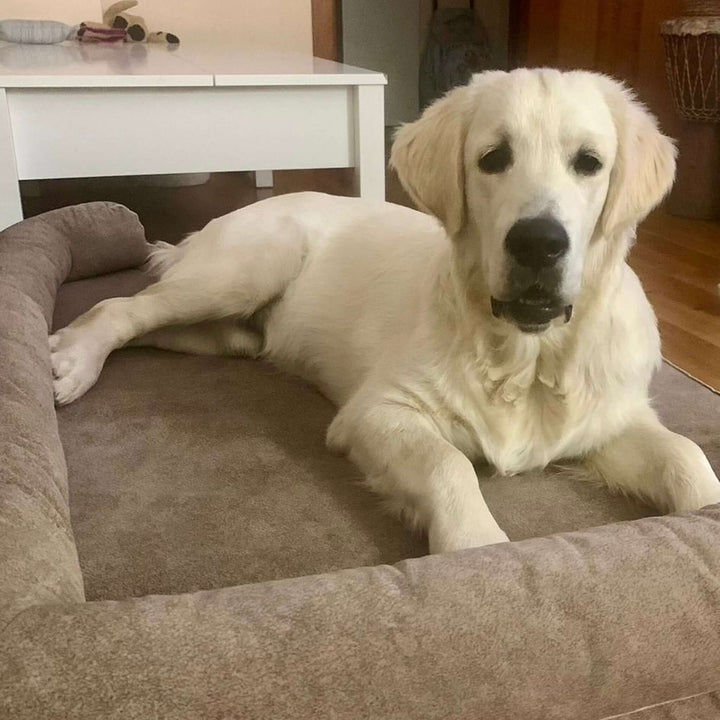 Cama viscoelástica para perros