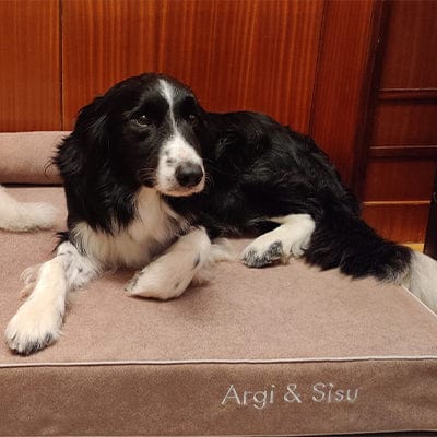 perro en cama viscoelástica para perros con su nombre bordado de baluka mascotas