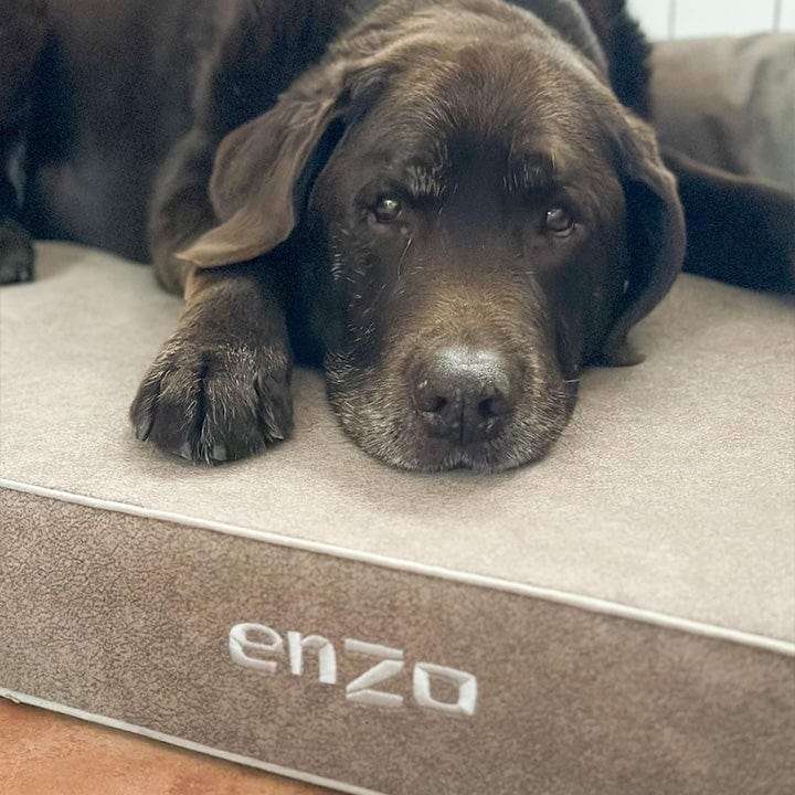 perro mayor en cama viscoelástica para perros con su nombre bordado de baluka mascotas