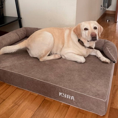 Memory foam dog bed