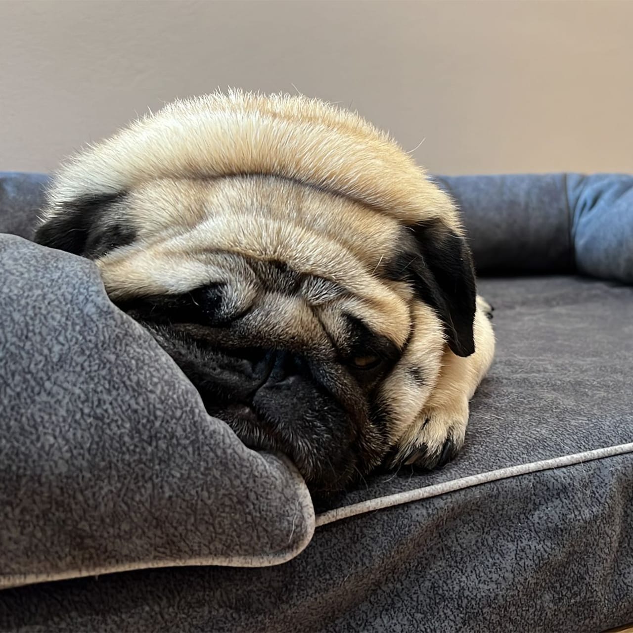 Carlino acostado en una cama para perros hecha en tejido viscoelástico