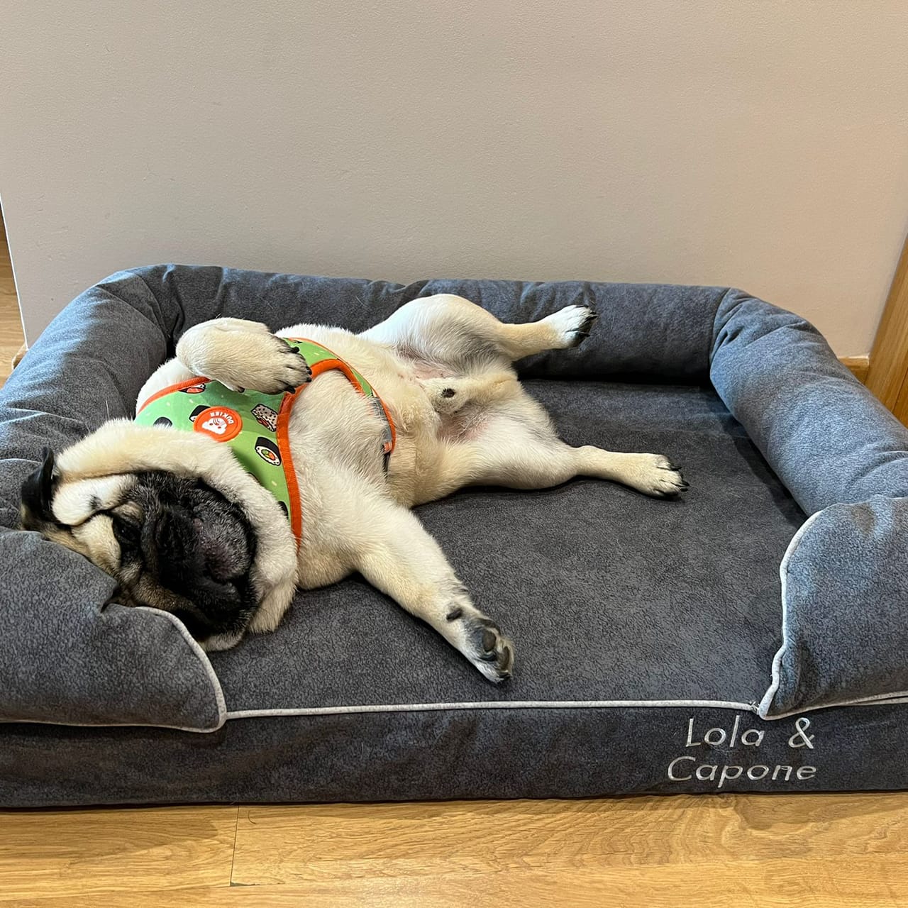 Carlino tumbado bocarriba en una cama grande de viscoelástica para perros