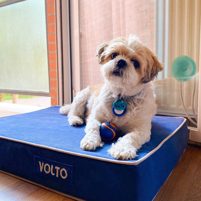 Perro pequeño sobre un colchón viscoelástico en color azul