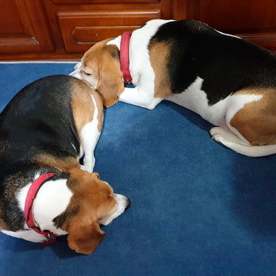 Dos perros tumbados en un colchón viscoelástico para mascotas