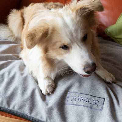 Perro pequeño descansado sobre un protector de sofá para mascotas