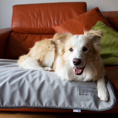 Perrita pequeña subida al sofá sobre una funda protectora para mascotas